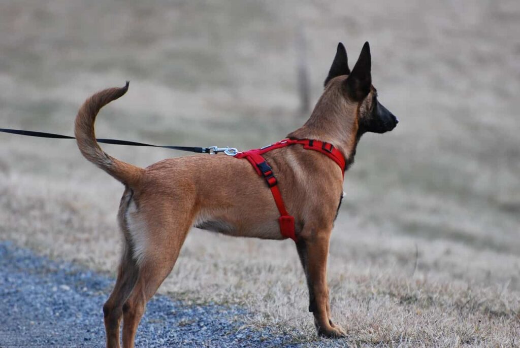 dogs arnes akidog