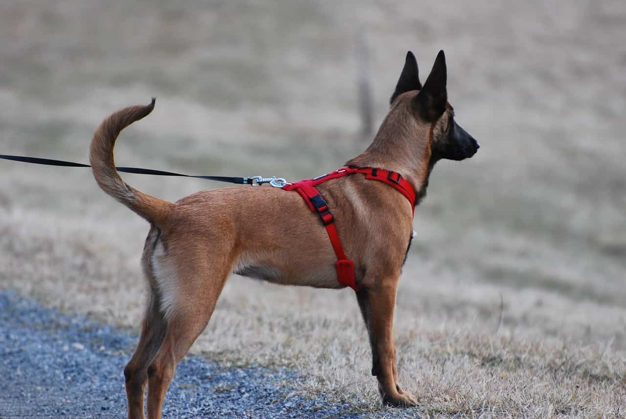 dogs arnes akidog