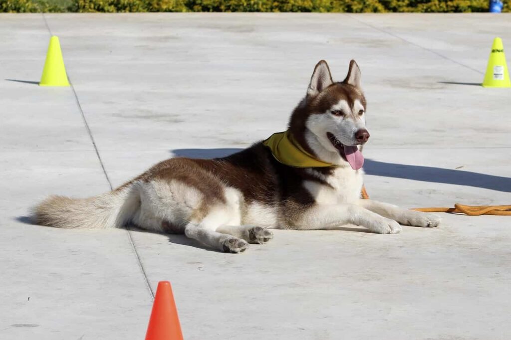 adiestramiento akidog
