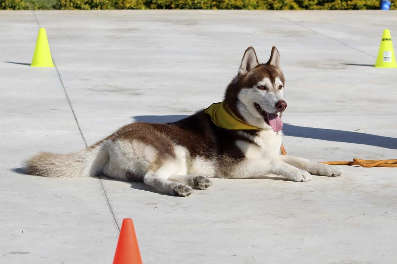 adiestramiento akidog