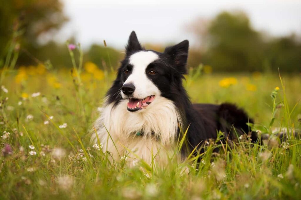 akidog border collie