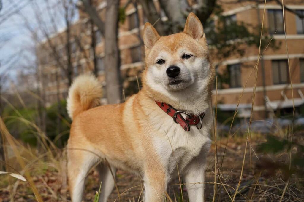 akidog shiba