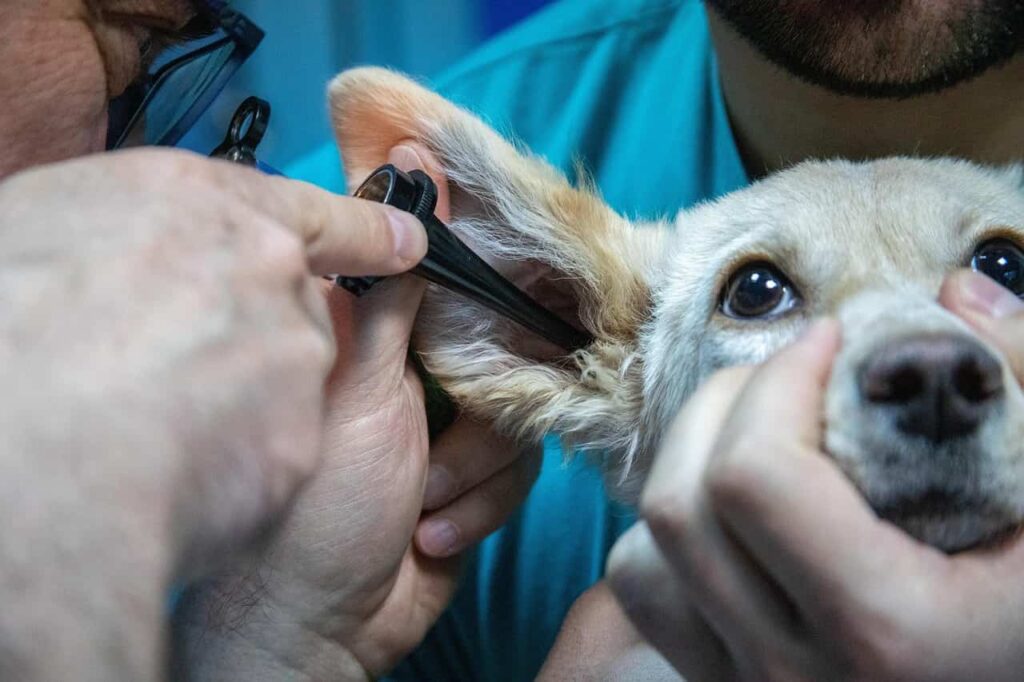 akidog veterinario