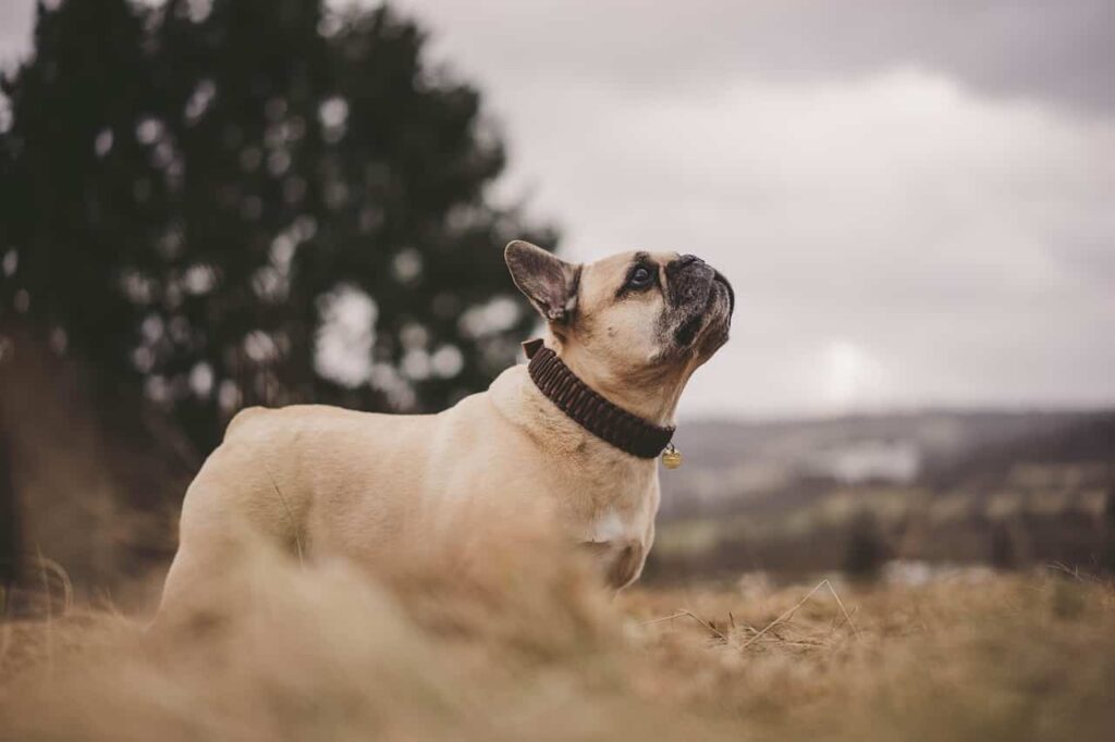 french bulldog akidog