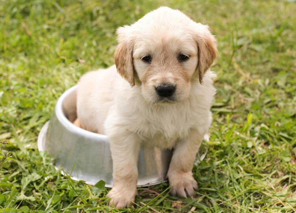 puppy akidog